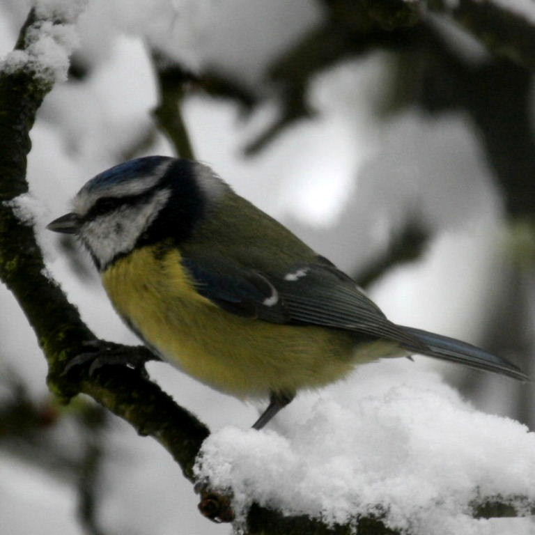 Blue Tit