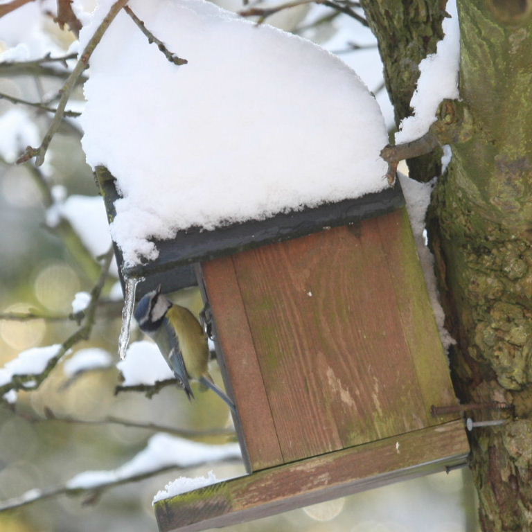Blue Tit
