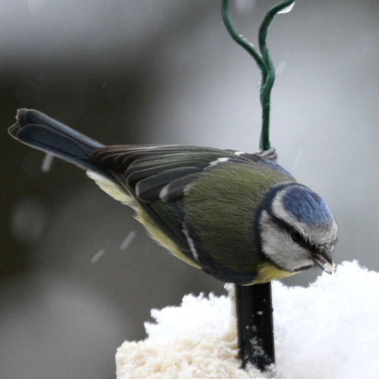 Blue Tit