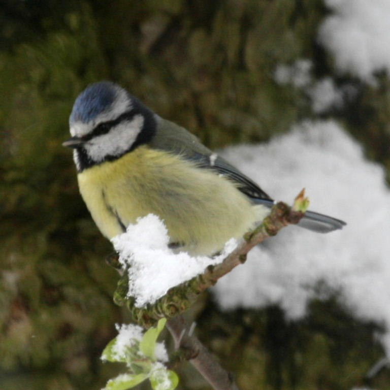 Blue Tit