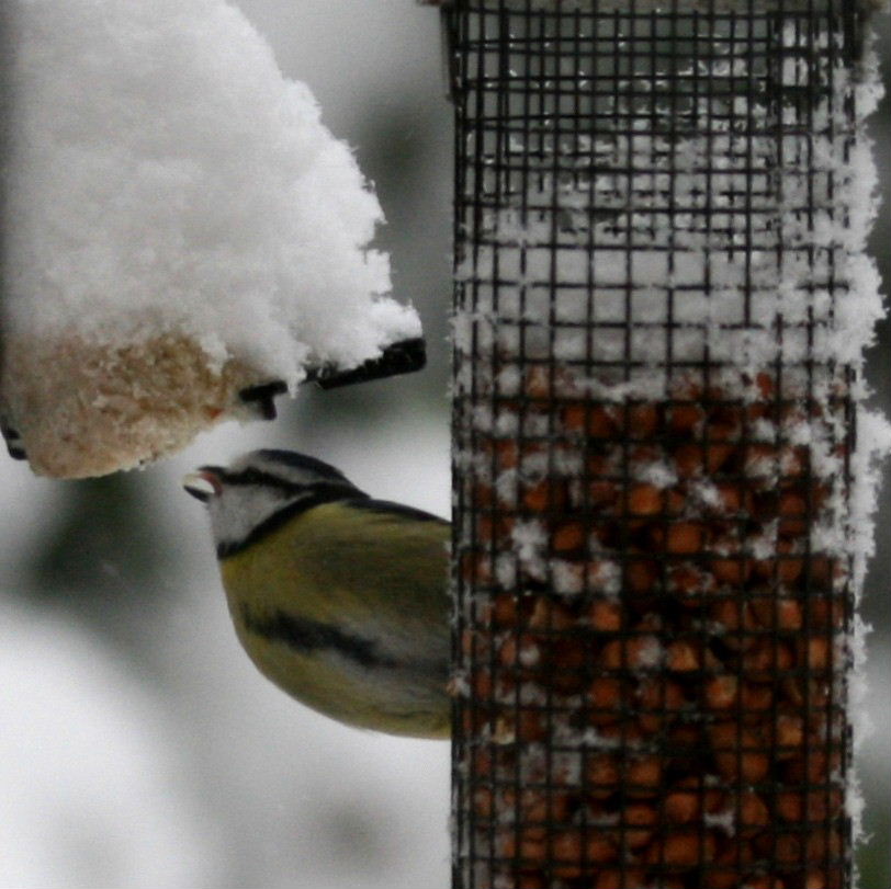 Blue Tit