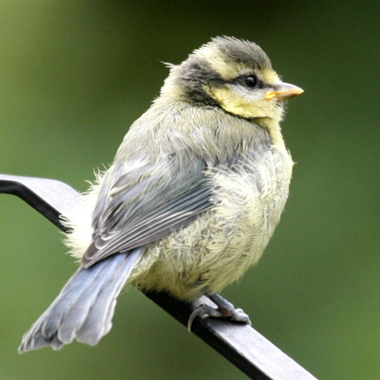 Blue Tit fledgling