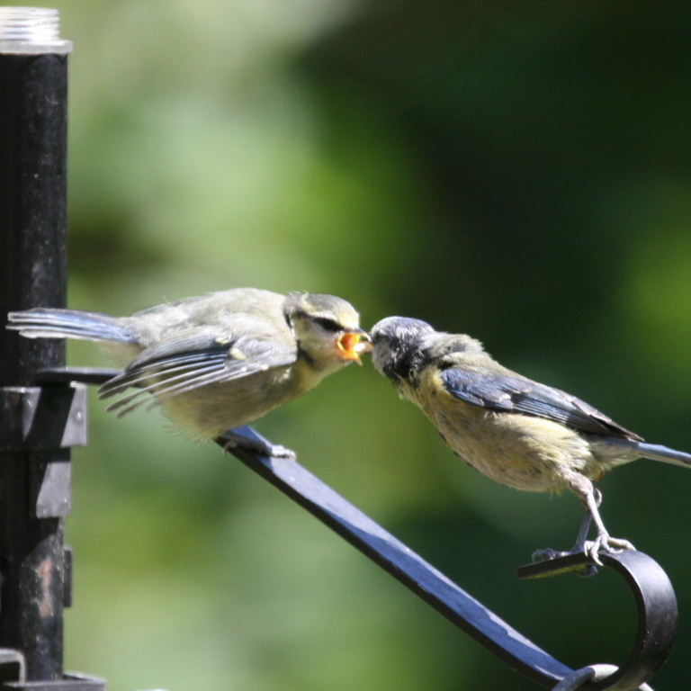 Blue Tit fledgling