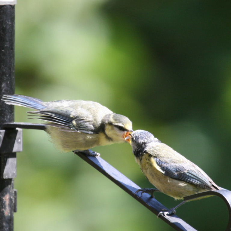 Blue Tit fledgling