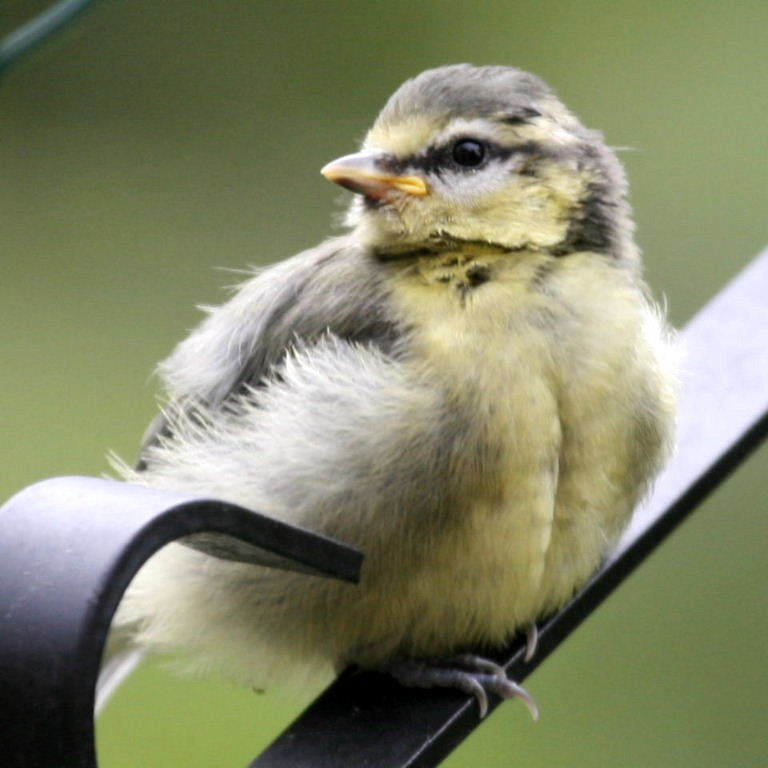 Blue Tit fledgling