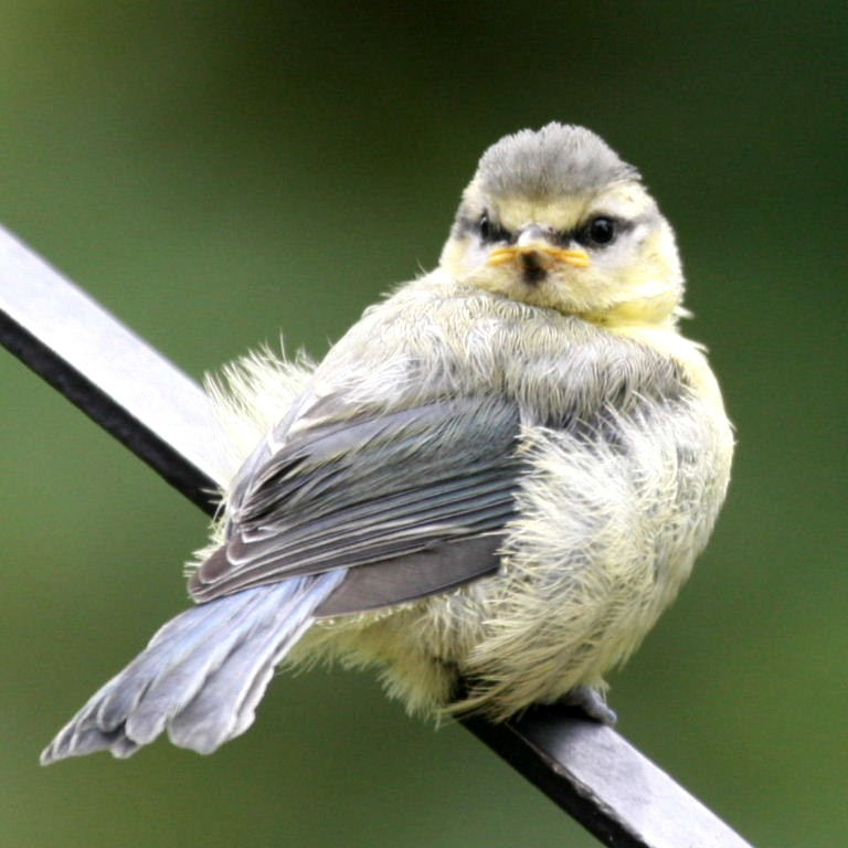 Blue Tit fledgling