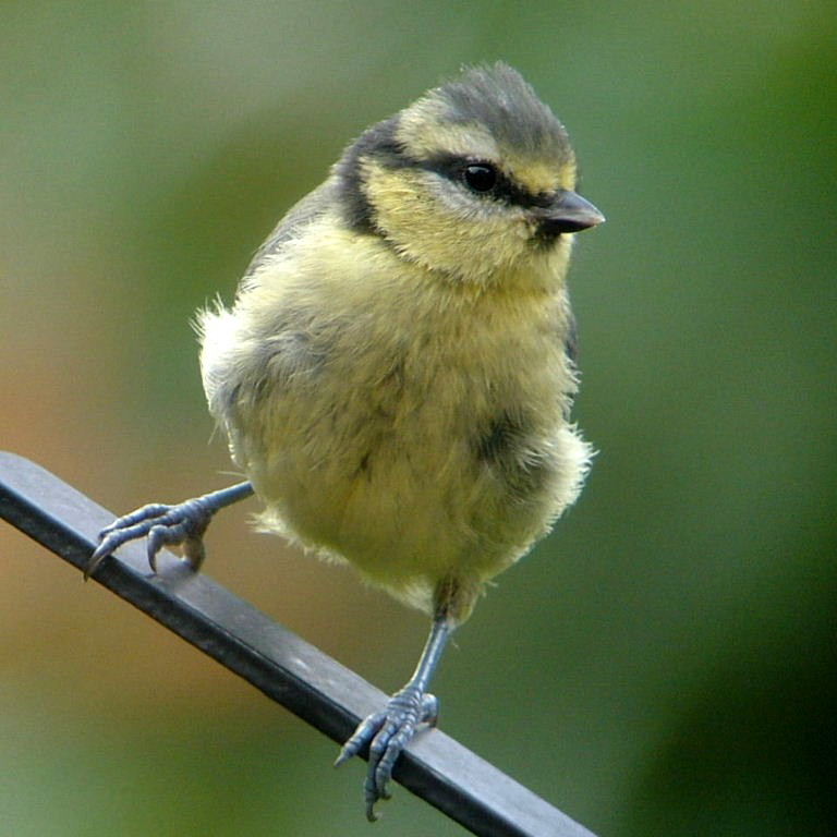Blue Tit fledgling