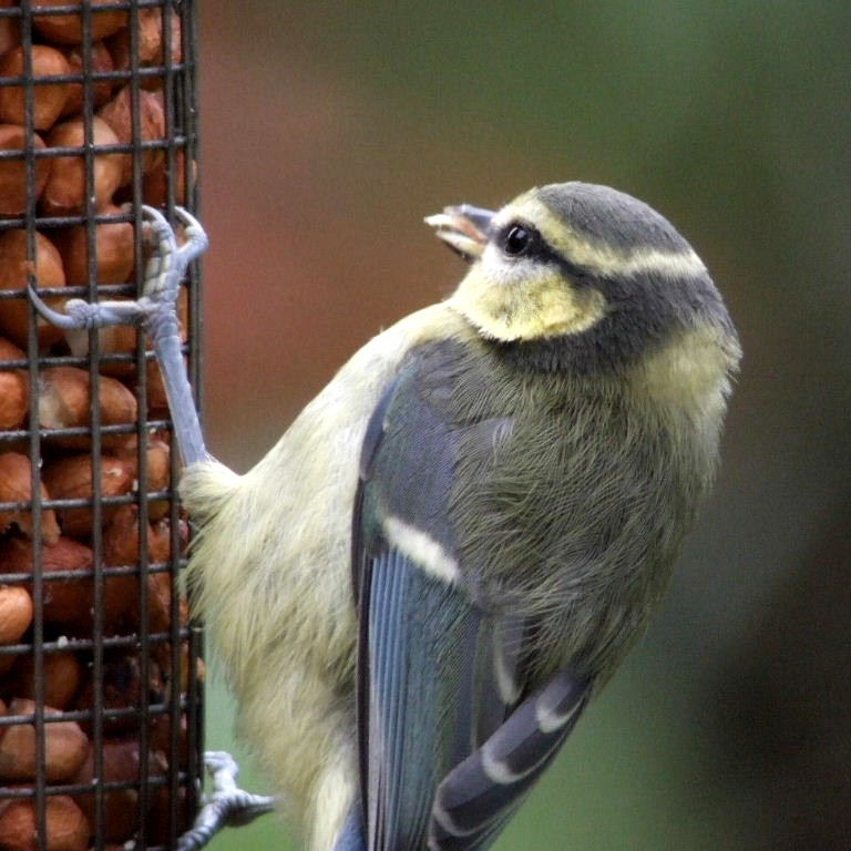 Blue Tit fledgling