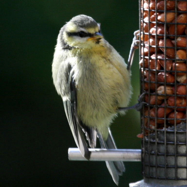 Blue Tit fledgling