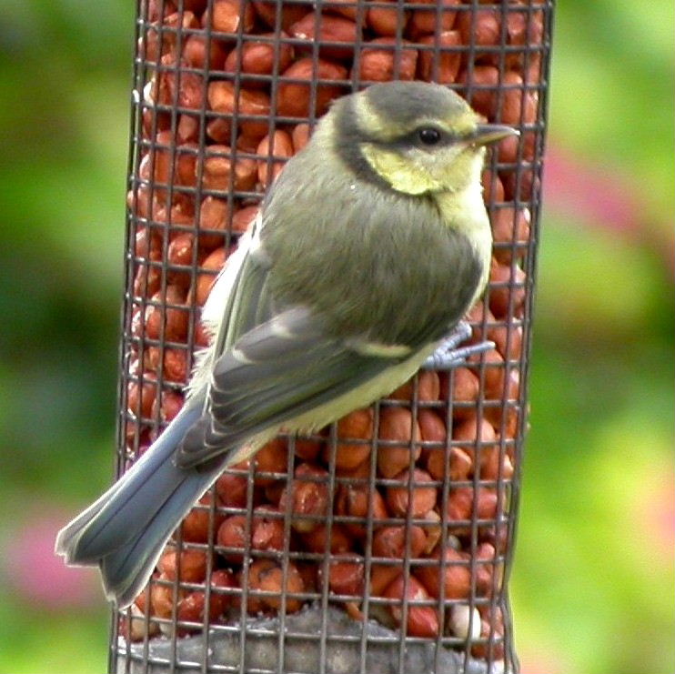 Blue Tit fledgling