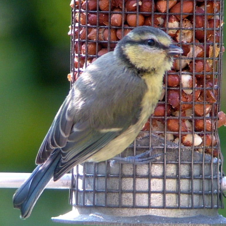 Blue Tit fledgling