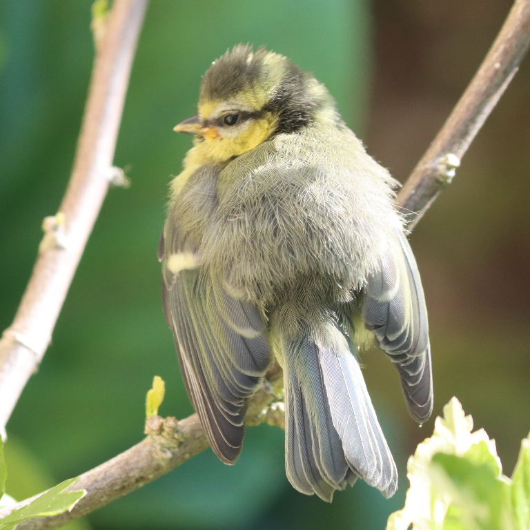 Blue Tit fledgling