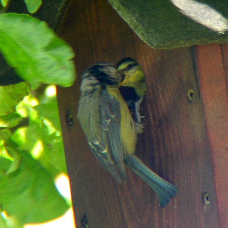Blue tit on bird house
