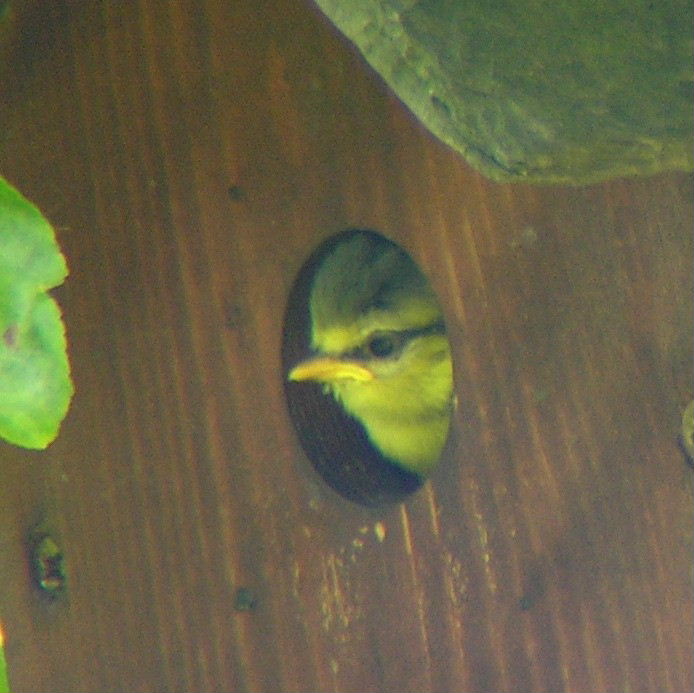 Blue Tit chick