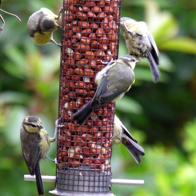 Blue Tit fledglings