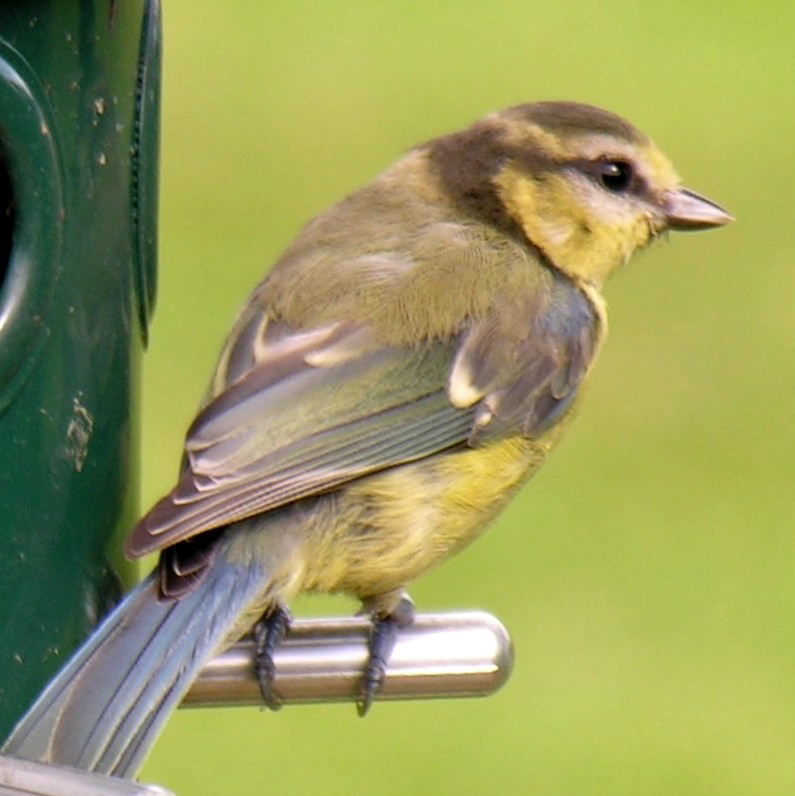 Blue Tit juvenile