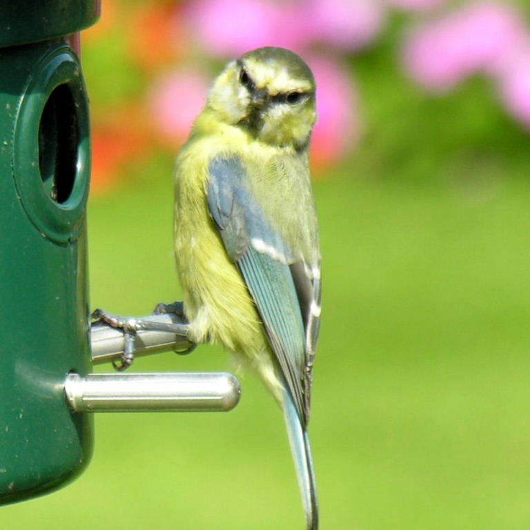 Blue Tit juvenile