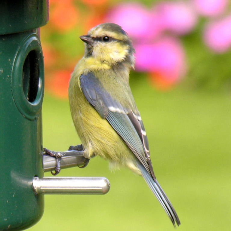 Blue Tit juvenile