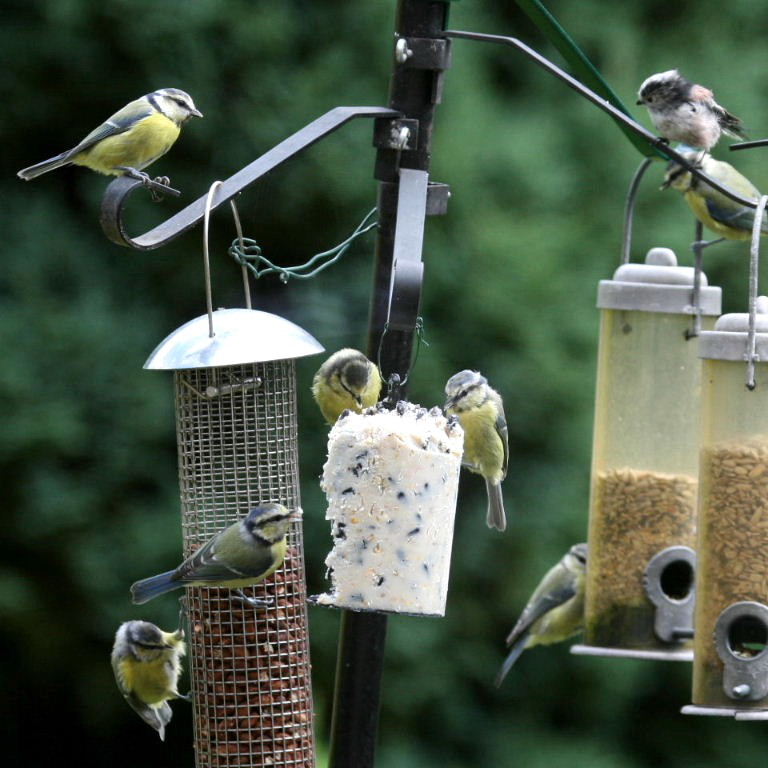 Blue Tits on bird feeder