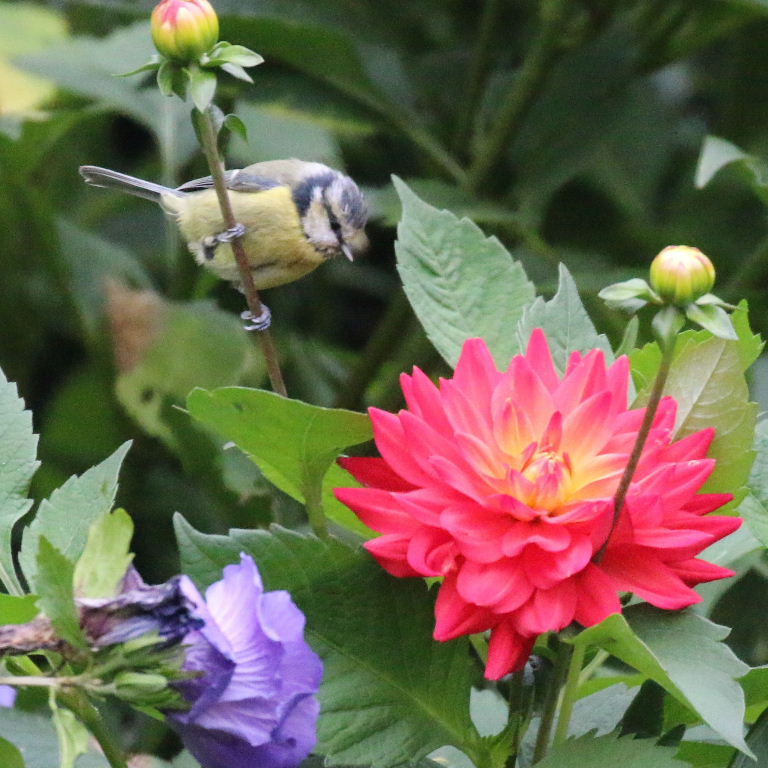 Blue Tit on dahlia flower