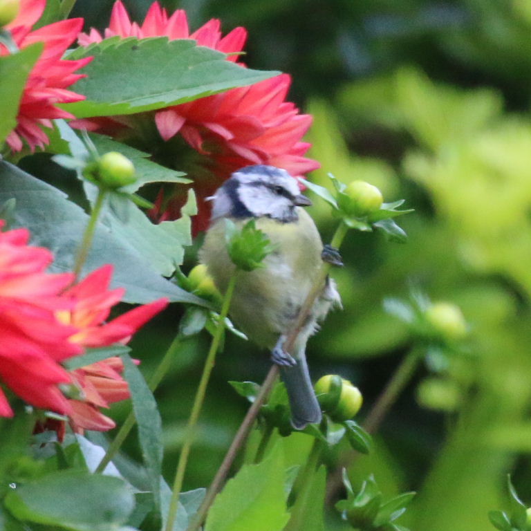 Blue Tit with dahlia flower
