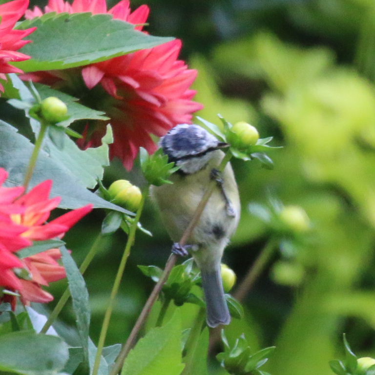Blue Tit on dahlia