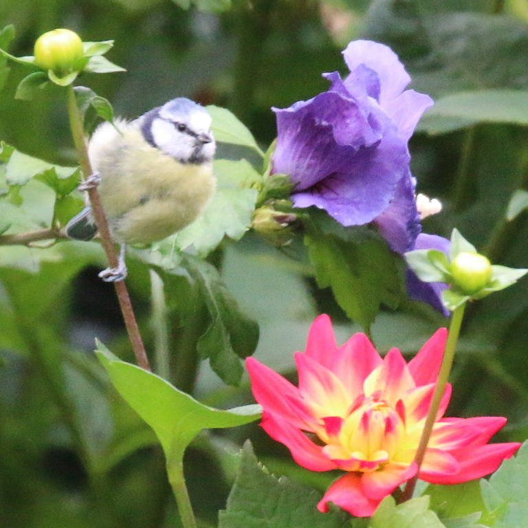 Blue Tit with dahlia and hibiscus flowers