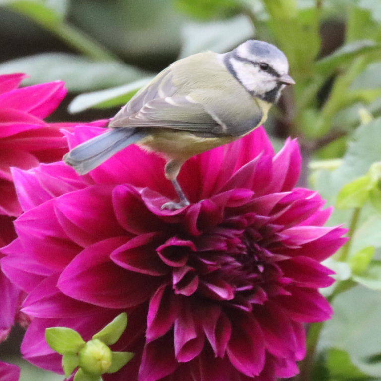 Blue Tit on dahlia