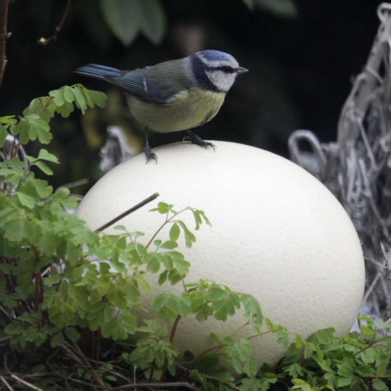 Blue Tit with Ostrich egg