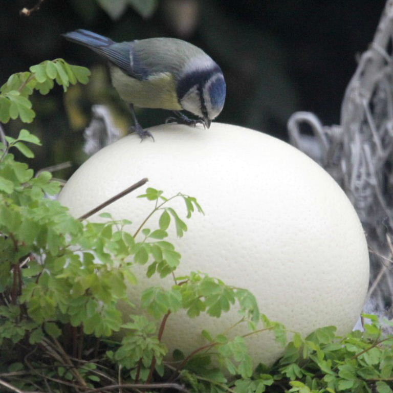 Blue Tit with Ostrich egg