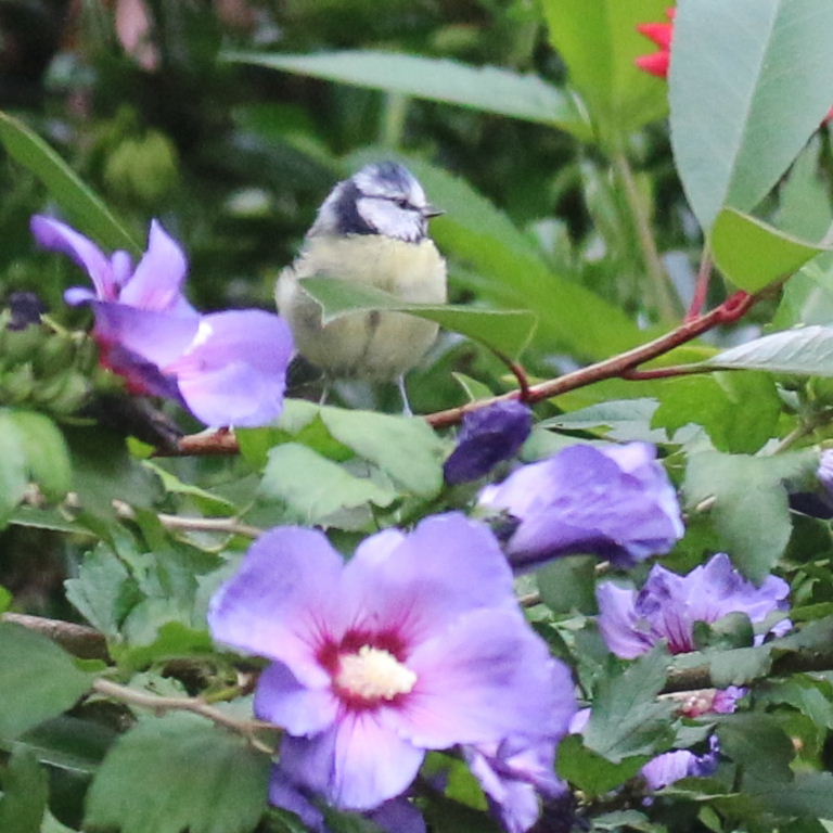 Blue Tit on hibiscus flower