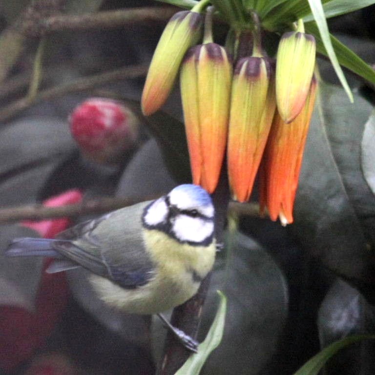 Blue Tit with crown imperial