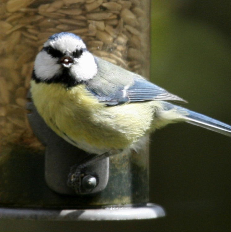 Blue Tit kiss