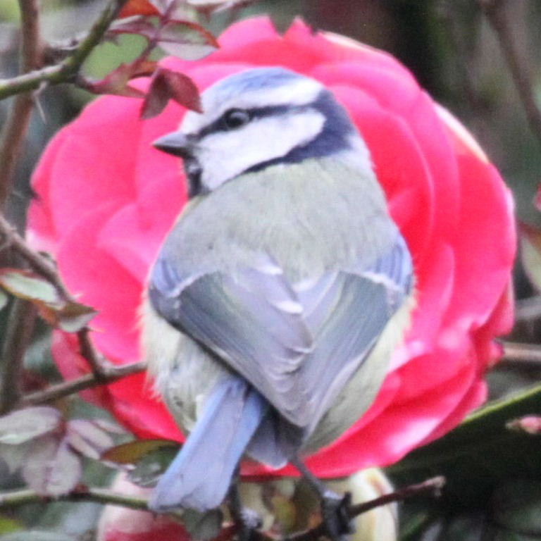 Blue Tit with rose