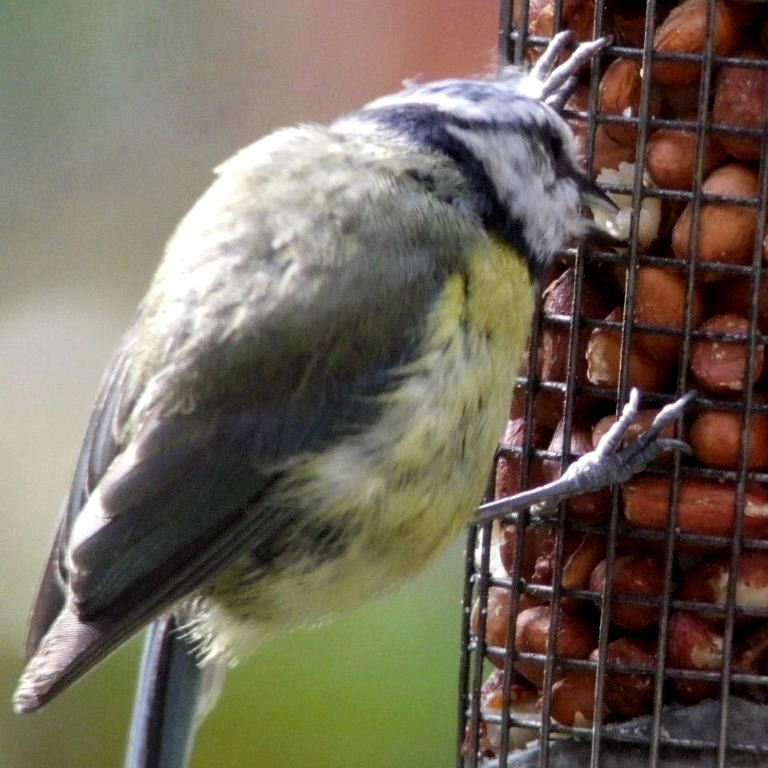 Blue Tit sculptor
