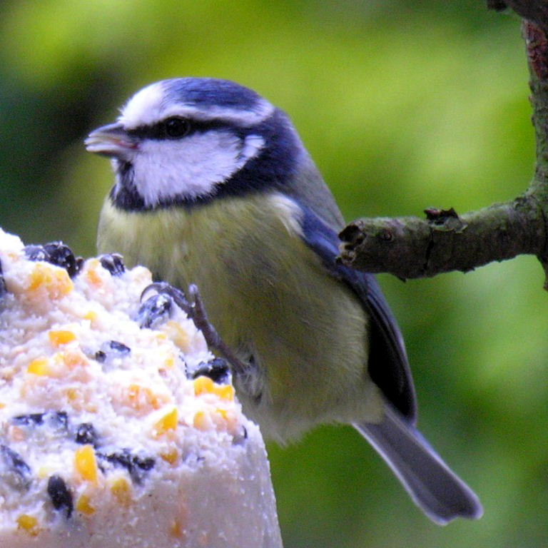 Blue Tit tongue