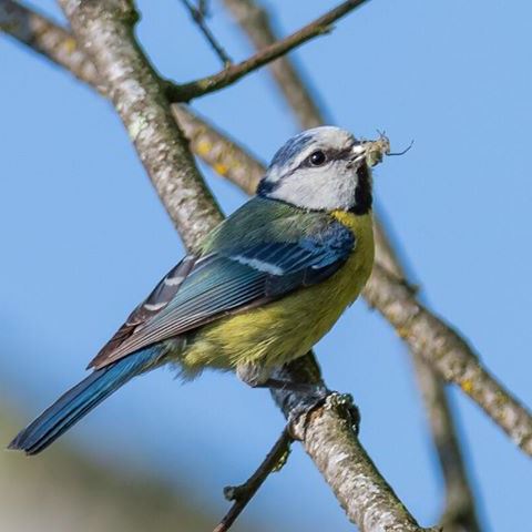 Nominal Blue Tit France