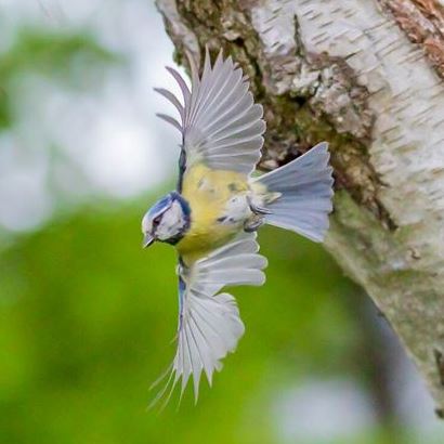 Nominal subspecies Blue Tit