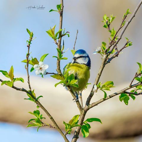 Nominal Blue Tit France