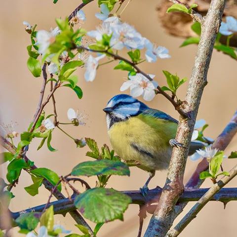Nominal Blue Tit France