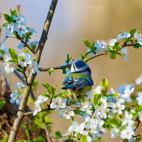 Nominal Blue Tit France
