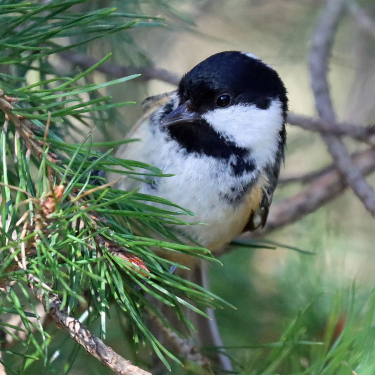 Coal Tit in pine tree