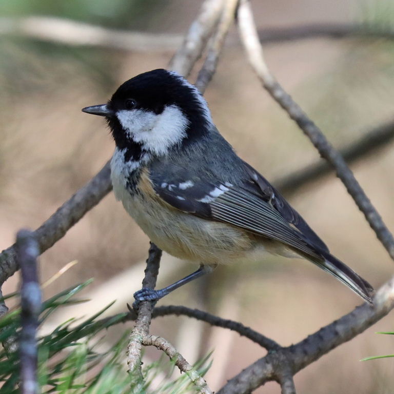 Coal Tit, Edinburgh