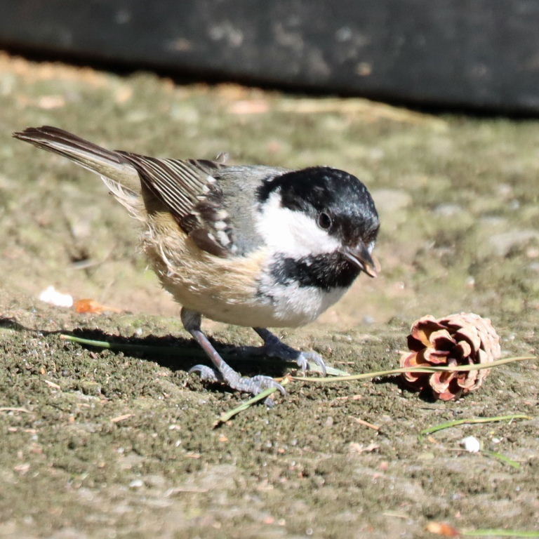Coal Tit with pine cone