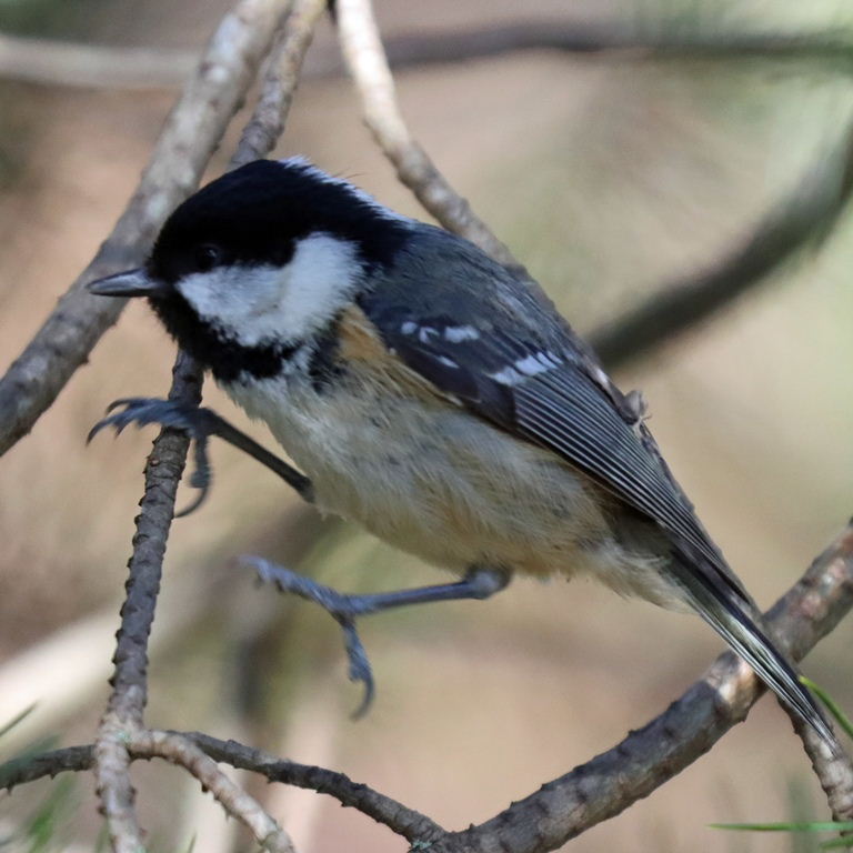 Coal Tit