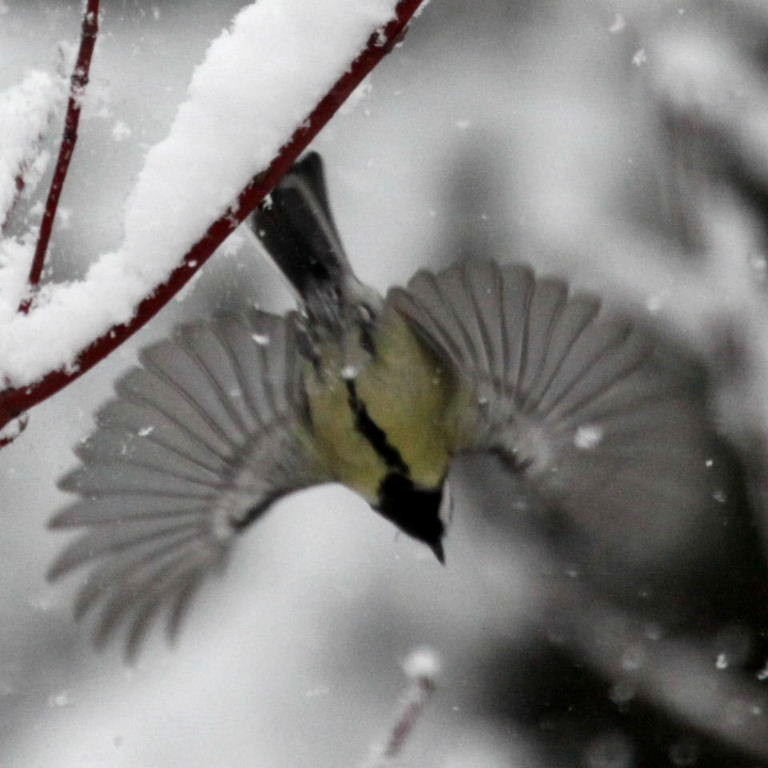 Great Tit flight