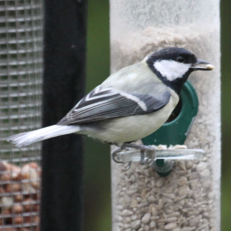 Great Tit with grey tail