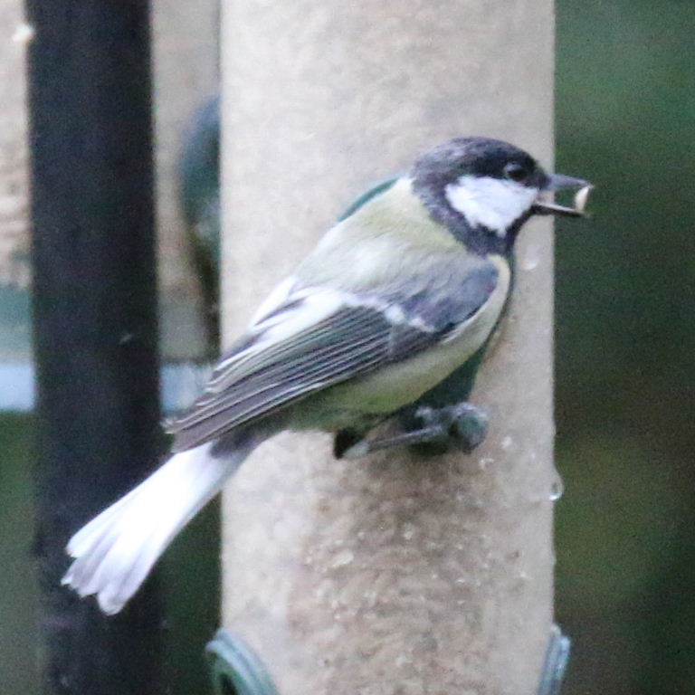 Great Tit with grey tail