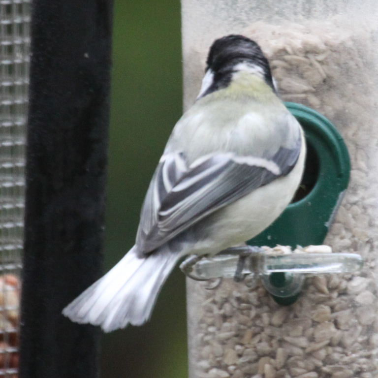 Great Tit with grey tail