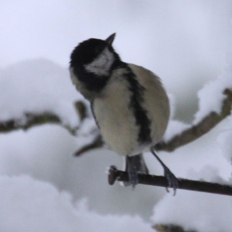 Great Tit in snow
